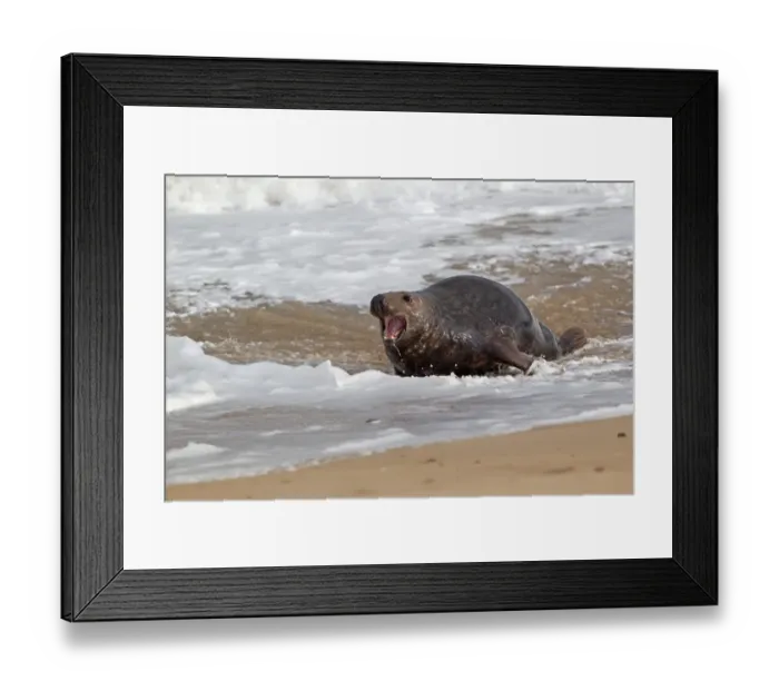 Framed Print : Grey Seal (Halichoerus grypus) adult male, with mouth open, chasing rival male on beach, Norfolk, England, november Framed Print : Grey Seal (Halichoerus grypus) adult male, with mouth open, chasing rival male on beach, Norfolk, England, november