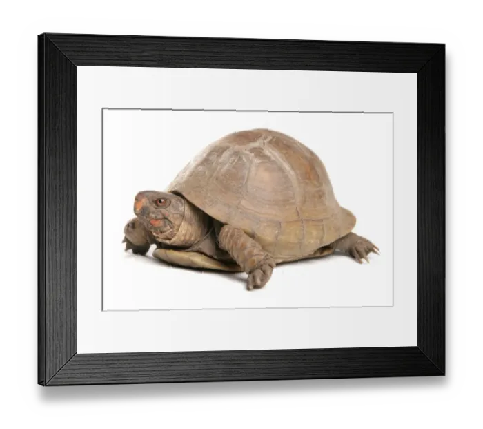 Framed Print : Three-toed Box Turtle (Terrapene carolina triunguis) adult female Framed Print : Three-toed Box Turtle (Terrapene carolina triunguis) adult female