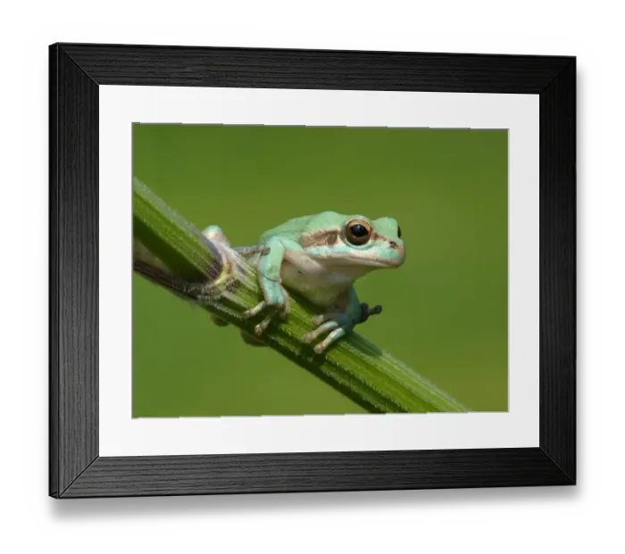 Framed Print : Common Treefrog (Hyla arborea) adult, clinging to umbellifer stem, Italy, april Framed Print : Common Treefrog (Hyla arborea) adult, clinging to umbellifer stem, Italy, april