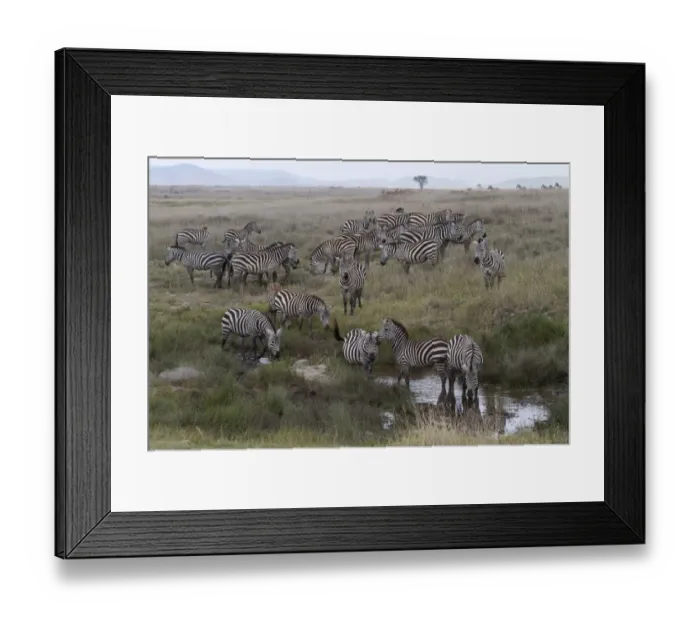 Framed Print : Common Zebra (Equus quagga) herd, drinking at waterhole in savannah habitat, Serengeti N. P. Tanzania, november