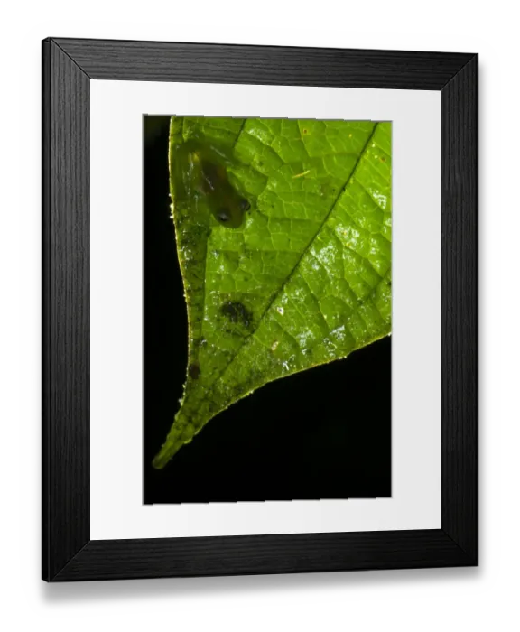 Framed Print : Santa Cecilia Cochran Frog (Cochranella midas) adult male, clinging to leaf after heavy drought Framed Print : Santa Cecilia Cochran Frog (Cochranella midas) adult male, clinging to leaf after heavy drought