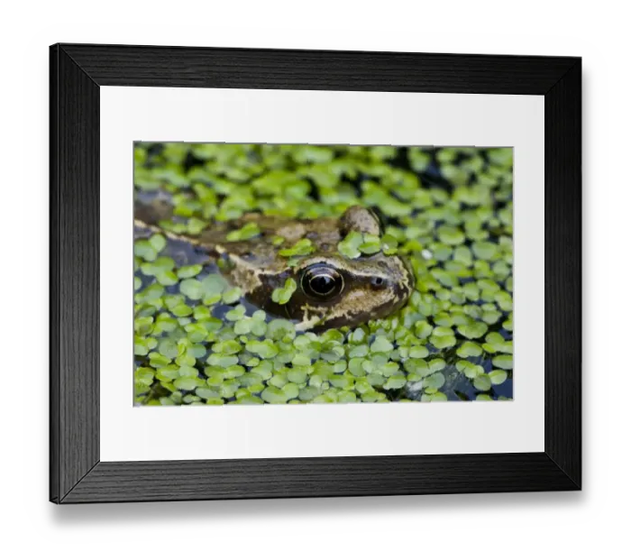 Framed Print : Common Frog (Rana temporaria) adult, head amongst duckweed at surface of garden pond, Dorset, England, may Framed Print : Common Frog (Rana temporaria) adult, head amongst duckweed at surface of garden pond, Dorset, England, may