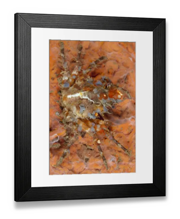 Framed Print : Ornamental Spider Crab (Schizophrys aspera) adult, camouflaged on reef at night, Bandaneira, near Ambon Island Framed Print : Ornamental Spider Crab (Schizophrys aspera) adult, camouflaged on reef at night, Bandaneira, near Ambon Island
