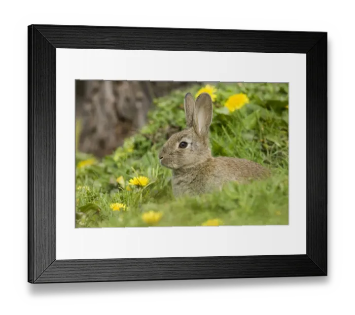 Framed Print : European Rabbit (Oryctolagus cuniculus) young, at burrow entrance amongst dandelions, Norfolk, England, summer Framed Print : European Rabbit (Oryctolagus cuniculus) young, at burrow entrance amongst dandelions, Norfolk, England, summer