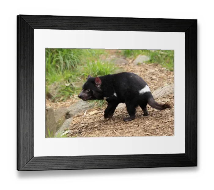 Framed Print : Tasmanian Devil (Sacrophilus harrisii) adult, standing, South Australia, Australia Framed Print : Tasmanian Devil (Sacrophilus harrisii) adult, standing, South Australia, Australia