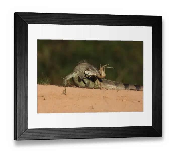 Framed Print : Green Iguana (Iguana iguana) adult, grooming, Pixaim River, Mato Grosso, Brazil, september Framed Print : Green Iguana (Iguana iguana) adult, grooming, Pixaim River, Mato Grosso, Brazil, september