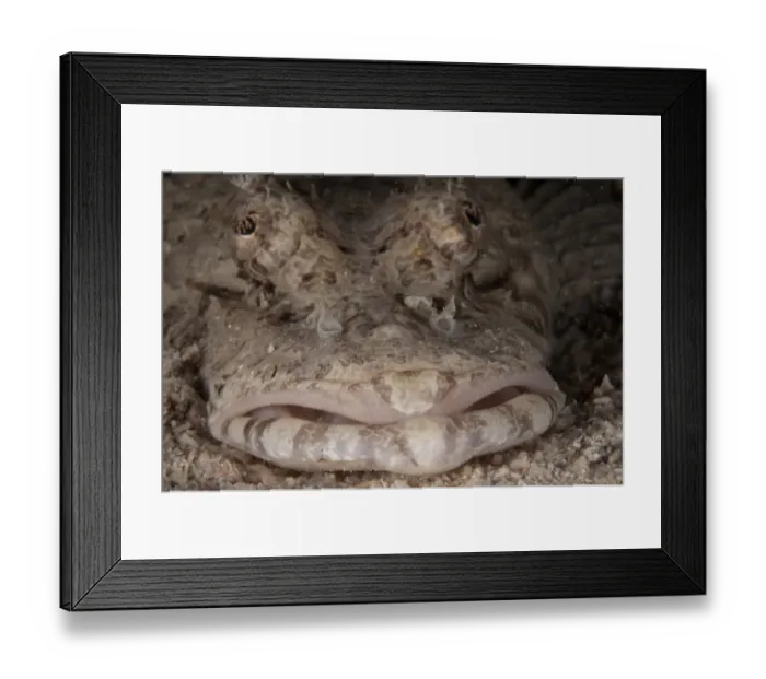 Framed Print : Beauforts Crocodilefish (Cymbacephalus beauforti) adult, close-up of mouth, Mabul Island, Sabah, Borneo, Malaysia Framed Print : Beauforts Crocodilefish (Cymbacephalus beauforti) adult, close-up of mouth, Mabul Island, Sabah, Borneo, Malaysia