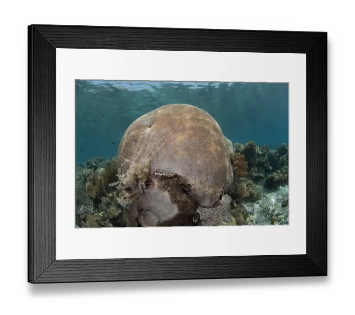 Framed Print : Brain Coral (Platygyra lamellina) on reef, Pantar Island, Alor Archipelago, Lesser Sunda Islands, Indonesia Framed Print : Brain Coral (Platygyra lamellina) on reef, Pantar Island, Alor Archipelago, Lesser Sunda Islands, Indonesia