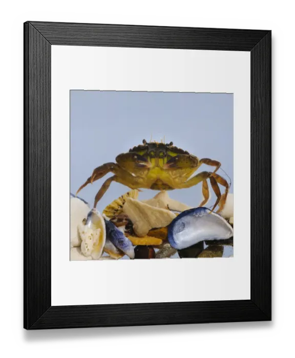 Framed Print : Shore Crab (Carcinus maenas) juvenile, climbing over seashells, Joss Bay, Kent, England Framed Print : Shore Crab (Carcinus maenas) juvenile, climbing over seashells, Joss Bay, Kent, England