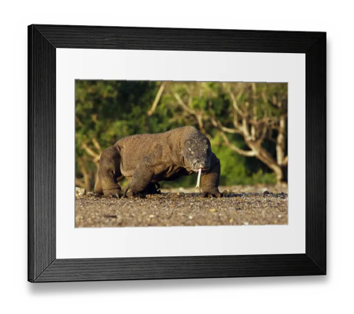 Framed Print : Komodo Dragon (Varanus komodensis) adult, walking, flicking forked tongue, Komodo N. P Framed Print : Komodo Dragon (Varanus komodensis) adult, walking, flicking forked tongue, Komodo N. P