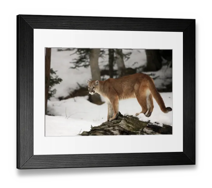 Framed Print : Puma (Felis concolor) adult, standing on log in snow, Montana, U. S. A. winter (captive) Framed Print : Puma (Felis concolor) adult, standing on log in snow, Montana, U. S. A. winter (captive)