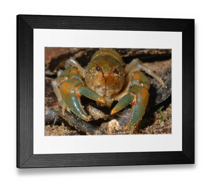 Framed Print : Madagascan Forest Crayfish (Astacoides granulimanus) adult, in primary rainforest, Ranomafana N. P
