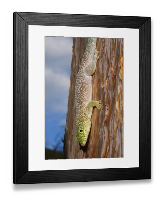 Framed Print : Standings Day Gecko (Phelsuma standingi) adult, descending trunk in spiny forest, Reniala Nature Reserve, Ifaty Framed Print : Standings Day Gecko (Phelsuma standingi) adult, descending trunk in spiny forest, Reniala Nature Reserve, Ifaty