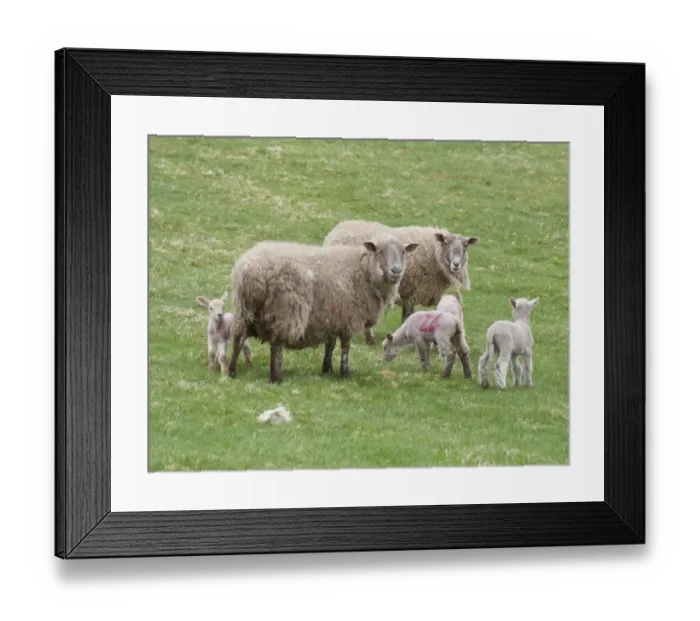 Framed Print : Domestic Sheep, Charollais x Scottish Blackface ewes with Charollais sired lambs, standing in pasture, Scotland, april Framed Print : Domestic Sheep, Charollais x Scottish Blackface ewes with Charollais sired lambs, standing in pasture, Scotland, april