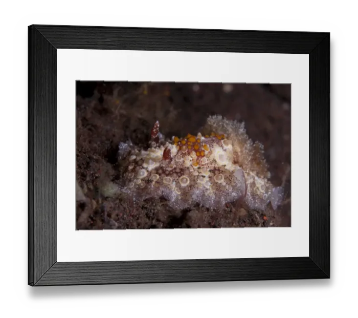 Framed Print : Fried Eggs Hoplodoris Nudibranch (Hoplodoris estrelyado) adult, on reef, Seraya Beach Resort, Bali Framed Print : Fried Eggs Hoplodoris Nudibranch (Hoplodoris estrelyado) adult, on reef, Seraya Beach Resort, Bali