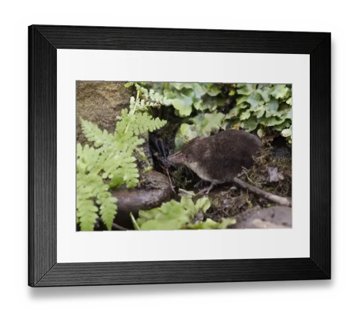 Framed Print : Eurasian Water Shrew (Neomys fodiens) adult, standing on pond bank, South Yorkshire, England, july Framed Print : Eurasian Water Shrew (Neomys fodiens) adult, standing on pond bank, South Yorkshire, England, july