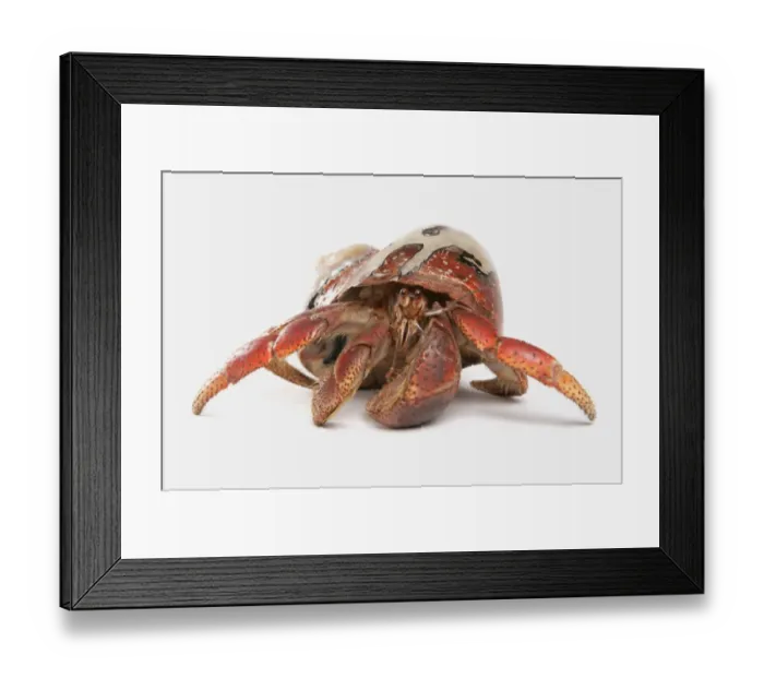 Framed Print : Caribbean Hermit Crab (Coenobita clypeatus) adult Framed Print : Caribbean Hermit Crab (Coenobita clypeatus) adult