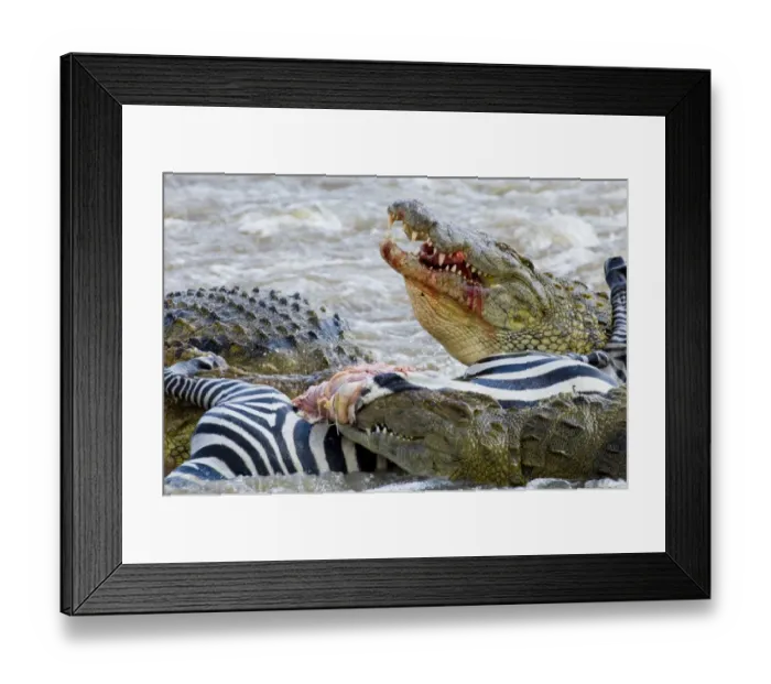 Framed Print : Nile Crocodile (Crocodylus niloticus) adults, feeding on Common Zebra (Equus quagga) foal, Mara River, Masai Mara Framed Print : Nile Crocodile (Crocodylus niloticus) adults, feeding on Common Zebra (Equus quagga) foal, Mara River, Masai Mara