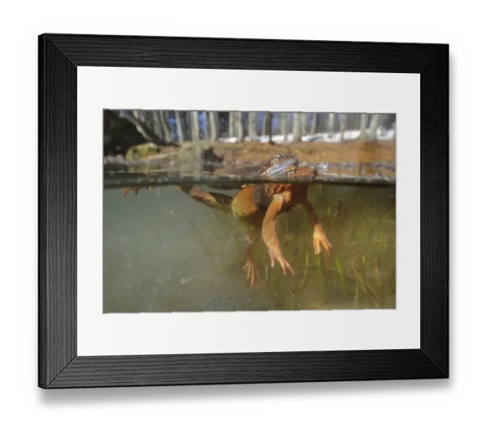 Framed Print : Common Frog (Rana temporaria) adult pair, in amplexus, with spawn underwater in montane pool during breeding season