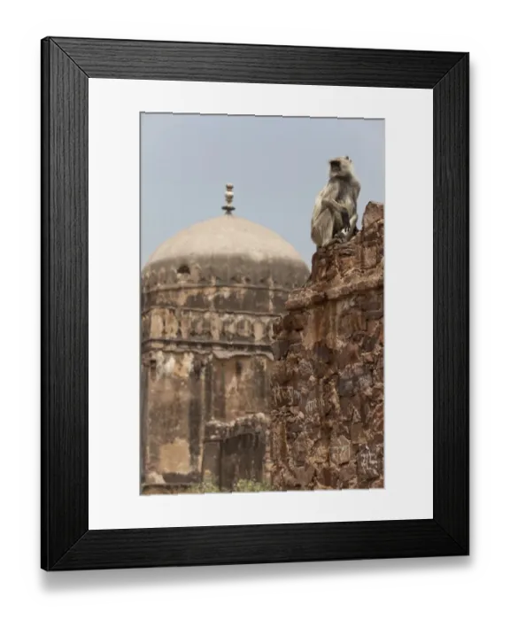 Framed Print : Southern Plains Grey Langur (Semnopithecus dussumieri) adult, sitting on wall of historic fortress, Ranthambore N. P Framed Print : Southern Plains Grey Langur (Semnopithecus dussumieri) adult, sitting on wall of historic fortress, Ranthambore N. P