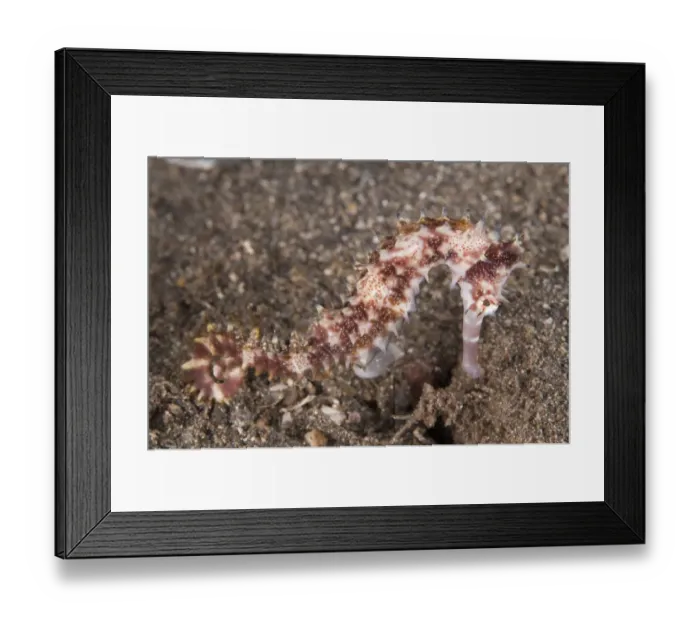 Framed Print : Thorny Seahorse (Hippocampus histrix) adult, Reta Island, Alor Archipelago, Lesser Sunda Islands, Indonesia Framed Print : Thorny Seahorse (Hippocampus histrix) adult, Reta Island, Alor Archipelago, Lesser Sunda Islands, Indonesia