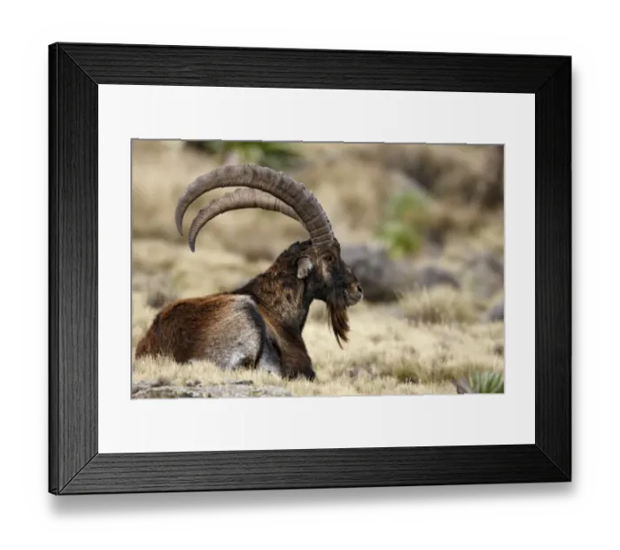 Framed Print : Walia Ibex (Capra walie) adult male, resting in afro-alpine meadow, Simien Mountains, Ethiopia Framed Print : Walia Ibex (Capra walie) adult male, resting in afro-alpine meadow, Simien Mountains, Ethiopia