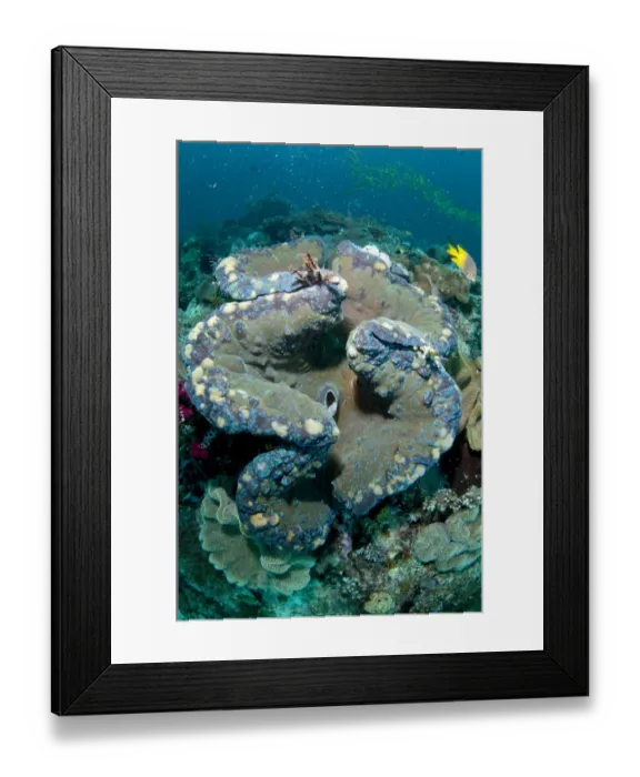 Framed Print : Fluted Giant Clam (Tridacna squamosa) adult, mantle and siphon, Mioskon, Dampier Straits, Raja Ampat, West Papua Framed Print : Fluted Giant Clam (Tridacna squamosa) adult, mantle and siphon, Mioskon, Dampier Straits, Raja Ampat, West Papua