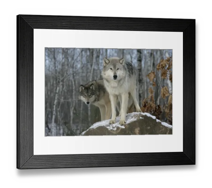 Framed Print : Grey Wolf (Canis lupus) two adults, standing on rock, in snow, Minnesota, U. S. A. winter (captive) Framed Print : Grey Wolf (Canis lupus) two adults, standing on rock, in snow, Minnesota, U. S. A. winter (captive)