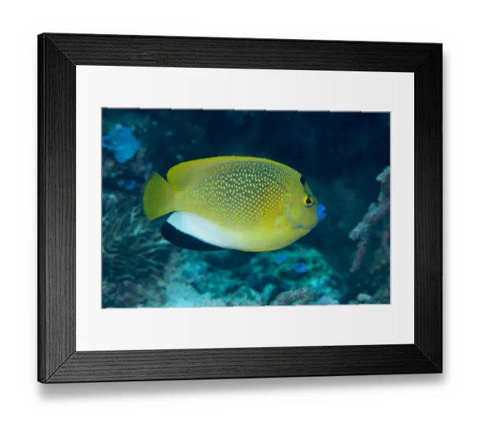 Framed Print : Threespot Angelfish (Apolemichthys trimaculatus) adult, swimming in reef, Uhak Reef, Wetar Island, Barat Daya Islands Framed Print : Threespot Angelfish (Apolemichthys trimaculatus) adult, swimming in reef, Uhak Reef, Wetar Island, Barat Daya Islands