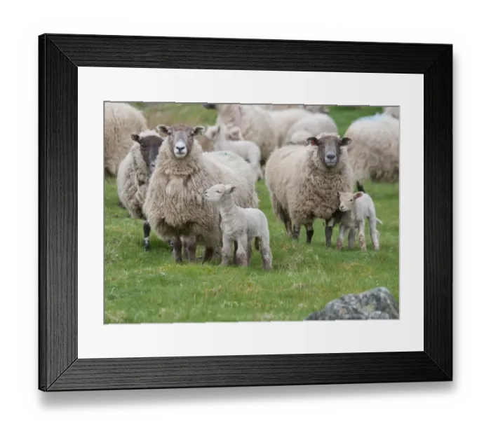 Framed Print : Domestic Sheep, Charollais x Scottish Blackface ewes with Charollais sired lambs, standing in pasture, Scotland, april