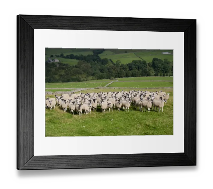Framed Print : Domestic Sheep, mule flock, standing in pasture with drystone walls, Weardale, County Durham, England, september Framed Print : Domestic Sheep, mule flock, standing in pasture with drystone walls, Weardale, County Durham, England, september