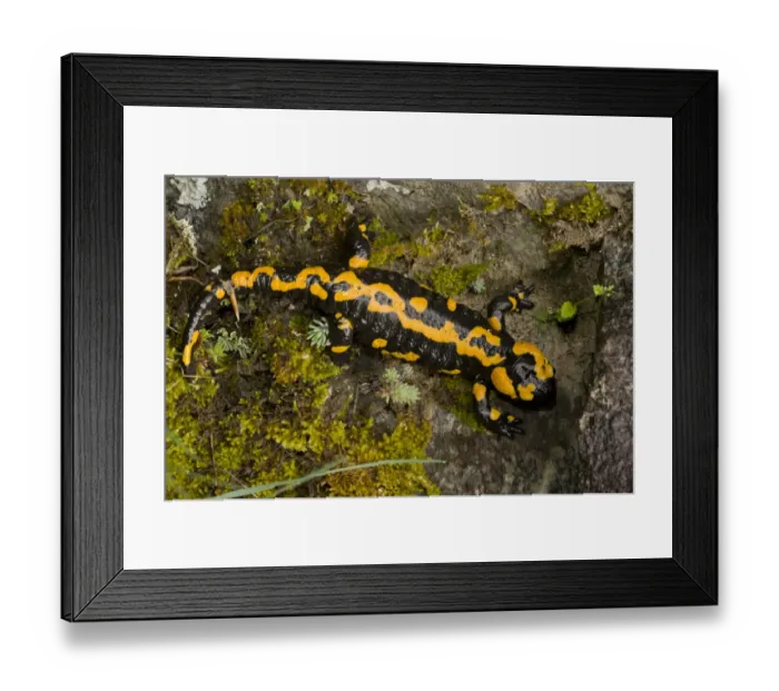 Framed Print : Fire Salamander (Salamandra salamandra) old adult, resting on rock, Pirin N. P. Pirin Mountains, Bulgaria, may Framed Print : Fire Salamander (Salamandra salamandra) old adult, resting on rock, Pirin N. P. Pirin Mountains, Bulgaria, may