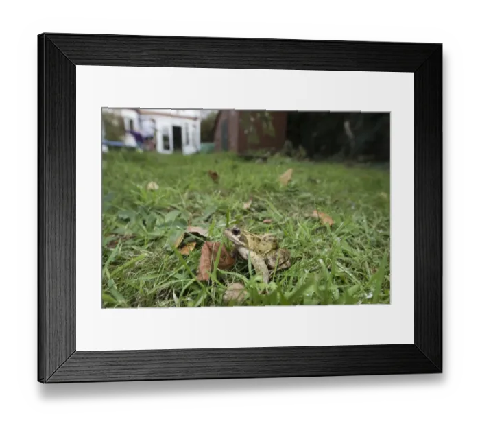 Framed Print : Common Frog (Rana temporaria) adult, sitting on garden lawn, Norfolk, England, october Framed Print : Common Frog (Rana temporaria) adult, sitting on garden lawn, Norfolk, England, october