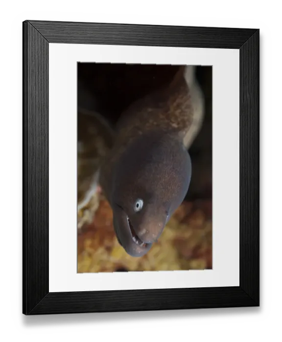 Framed Print : White-eyed Moray (Siderea thyrsoidea) adult, close-up of head, Reta Island, Alor Archipelago, Lesser Sunda Islands Framed Print : White-eyed Moray (Siderea thyrsoidea) adult, close-up of head, Reta Island, Alor Archipelago, Lesser Sunda Islands