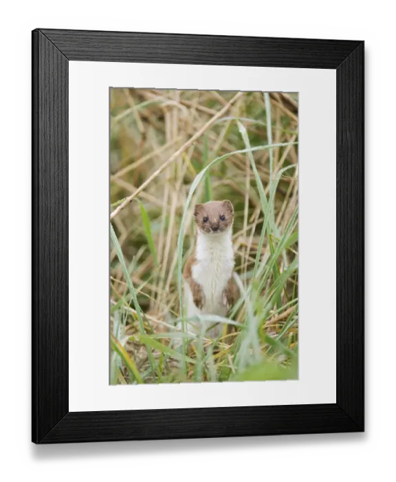 Framed Print : Weasel (Mustela nivalis) adult, standing on hind legs, East Bank, Cley, Norfolk, England, april Framed Print : Weasel (Mustela nivalis) adult, standing on hind legs, East Bank, Cley, Norfolk, England, april