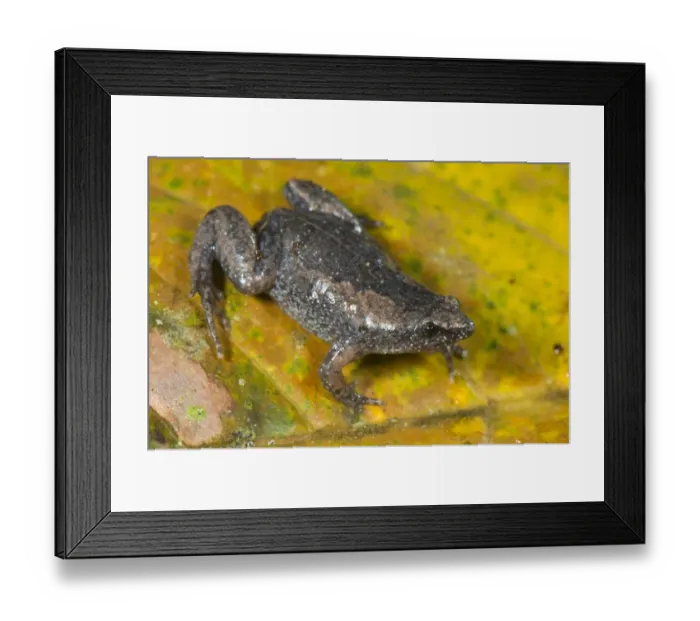 Framed Print : Dotted Humming Frog (Chiasmocleis ventrimaculata) adult female, sitting on leaf, Los Amigos Biological Station Framed Print : Dotted Humming Frog (Chiasmocleis ventrimaculata) adult female, sitting on leaf, Los Amigos Biological Station