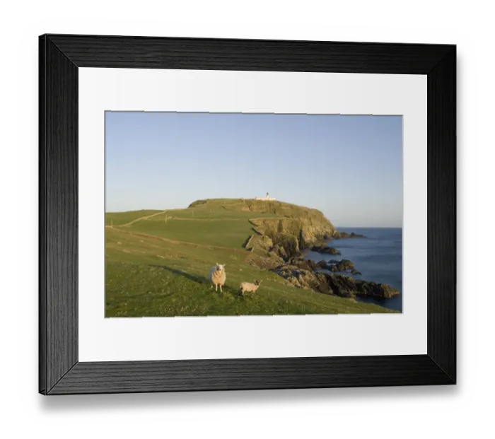 Framed Print : Domestic Sheep, ewe with lamb, standing on clifftop pasture, with lighthouse in distance, Sumburgh Head RSPB Reserve