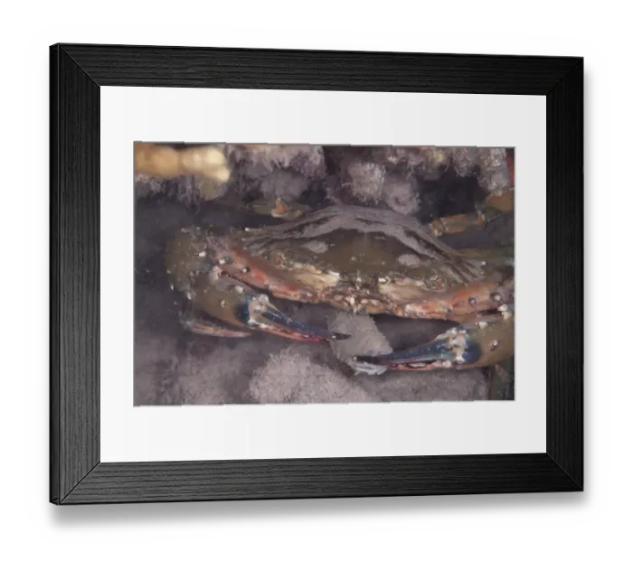Framed Print : Saw-edged Spooner Crab (Etisus utilis) adult, feeding on Light-sensitive Sea Cucumber (Holothuria impatiens) at night Framed Print : Saw-edged Spooner Crab (Etisus utilis) adult, feeding on Light-sensitive Sea Cucumber (Holothuria impatiens) at night