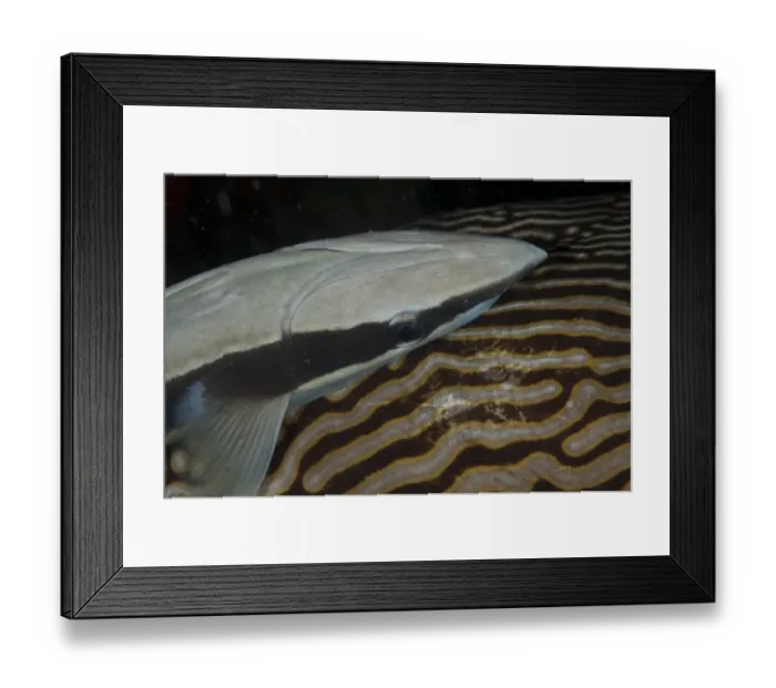 Framed Print : Sharksucker (Echeneis naucrates) adult, attached to Map Pufferfish (Arothron mappa) host, Waigeo Island, Raja Ampat Framed Print : Sharksucker (Echeneis naucrates) adult, attached to Map Pufferfish (Arothron mappa) host, Waigeo Island, Raja Ampat