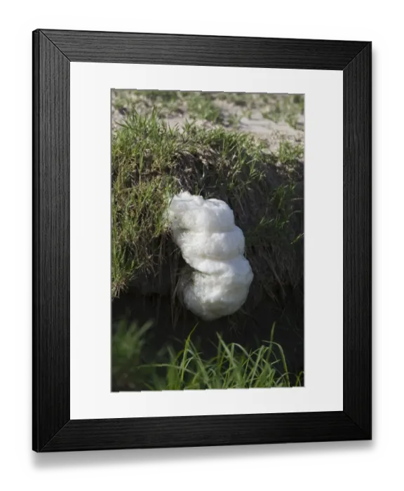 Framed Print : Southern Foam-nest Treefrog (Chiromantis xerampelina) foam nest on stream bank, Savute, Chobe N. P. Botswana Framed Print : Southern Foam-nest Treefrog (Chiromantis xerampelina) foam nest on stream bank, Savute, Chobe N. P. Botswana