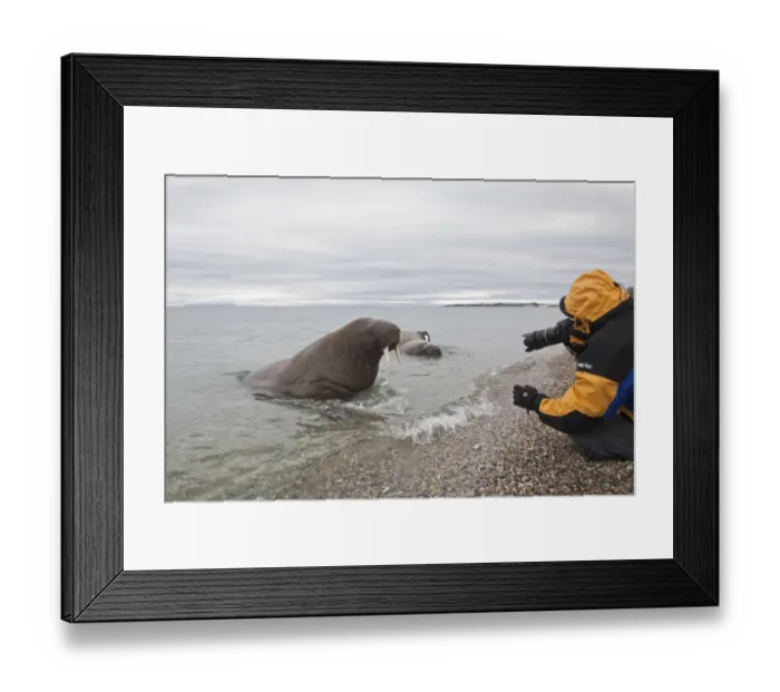 Framed Print : Atlantic Walrus (Odobenus rosmarus rosmarus) three adults, in water on shoreline, being photographed by tourist Framed Print : Atlantic Walrus (Odobenus rosmarus rosmarus) three adults, in water on shoreline, being photographed by tourist