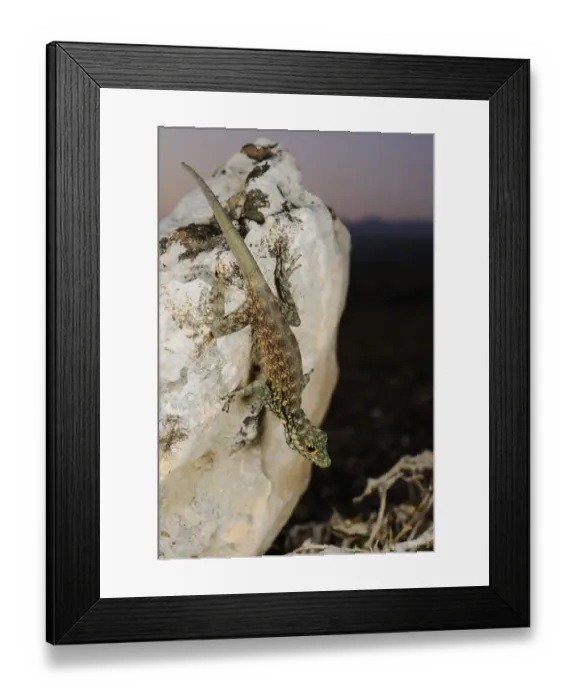 Framed Print : Haggier Massif Rock Gecko (Pristurus insignoides) adult, on rock in desert at night, Socotra, Yemen, march Framed Print : Haggier Massif Rock Gecko (Pristurus insignoides) adult, on rock in desert at night, Socotra, Yemen, march