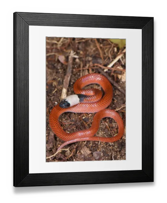 Framed Print : Amazon Egg-eater (Drepanoides sp. ) adult, coiled on ground, Los Amigos Biological Station, Madre de Dios, Amazonia Framed Print : Amazon Egg-eater (Drepanoides sp. ) adult, coiled on ground, Los Amigos Biological Station, Madre de Dios, Amazonia