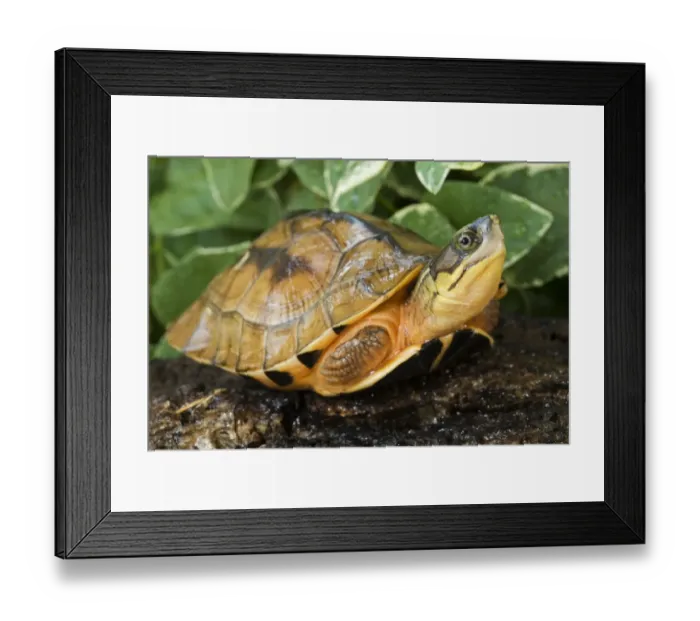 Framed Print : Chinese Three-striped Box Turtle (Cuora trifasciata) young, resting on log (captive) Framed Print : Chinese Three-striped Box Turtle (Cuora trifasciata) young, resting on log (captive)