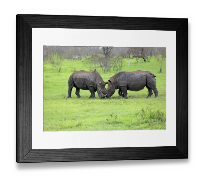 Framed Print : White Rhinoceros (Ceratotherium simum) two adult males, fighting, Sabi Sabi Game Reserve, Kruger N. P. South Africa Framed Print : White Rhinoceros (Ceratotherium simum) two adult males, fighting, Sabi Sabi Game Reserve, Kruger N. P. South Africa