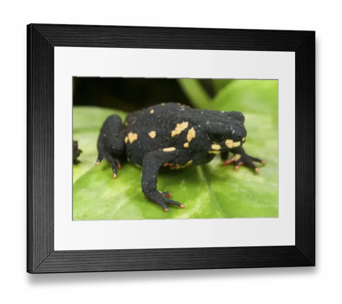Framed Print : Montevideo Redbelly Toad (Melanophryniscus montevidensis) adult, sitting on leaf Framed Print : Montevideo Redbelly Toad (Melanophryniscus montevidensis) adult, sitting on leaf