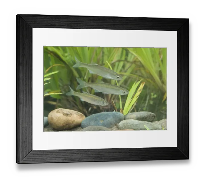 Framed Print : Common Bleak (Alburnus alburnus) three adults, swimming, Sussex, England Framed Print : Common Bleak (Alburnus alburnus) three adults, swimming, Sussex, England