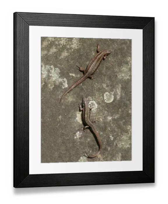 Framed Print : Common Lizard (Zootoca vivipara) adult male and female, basking on lichen covered stone, Italy, april Framed Print : Common Lizard (Zootoca vivipara) adult male and female, basking on lichen covered stone, Italy, april