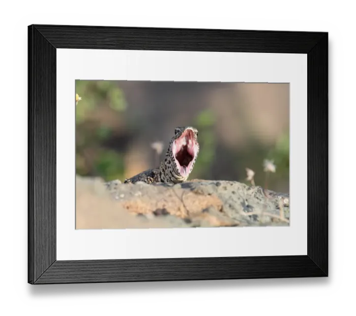 Framed Print : Nile Monitor (Varanus niloticus) adult, with mouth wide open, Kruger N. P. South Africa Framed Print : Nile Monitor (Varanus niloticus) adult, with mouth wide open, Kruger N. P. South Africa