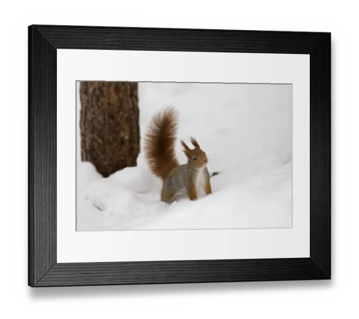 Framed Print : Eurasian Red Squirrel (Sciurus vulgaris) adult, standing on snow covered ground, Finland, march